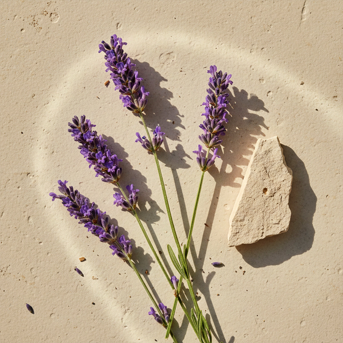 Angelica and Lavender