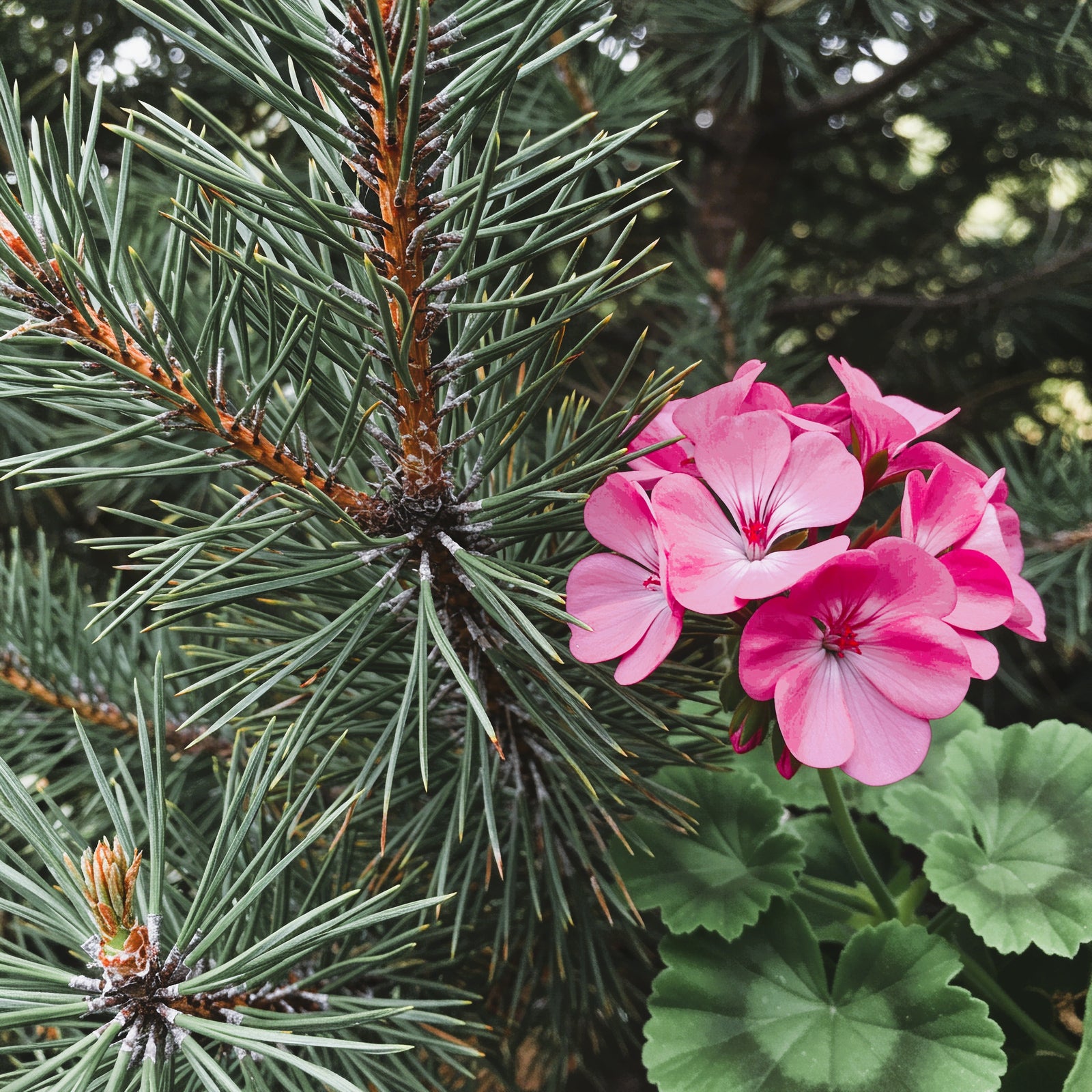 White Pine and Geranium