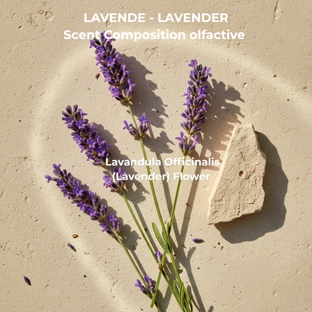 Angelica & Lavender Shampoo 19.5L  Refill