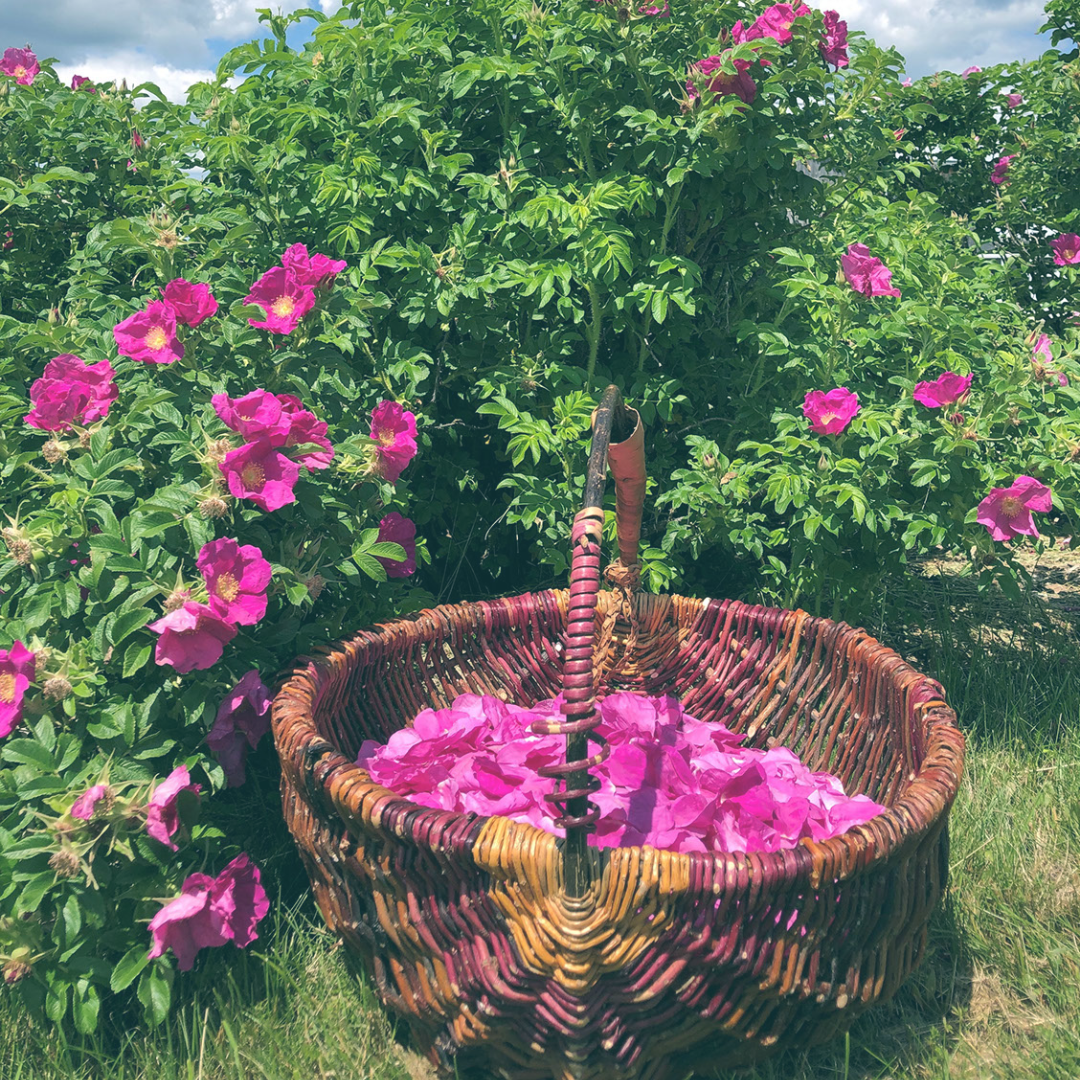 Abondance de nos Jardins - Pétales de Roses